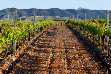 rows of vineyards in the field