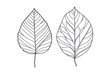 Obraz premium Two line art leaves, botanical illustration, white background, nature study, educational resource