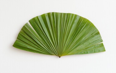 Green Palm Leaf with Golden Speckles on White Background