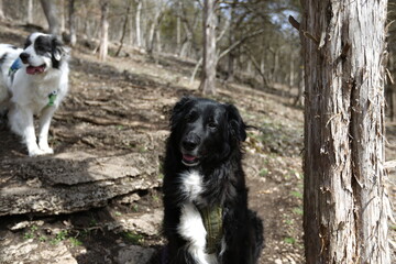 Loyal Companions: Two dogs, one black and white, the other predominantly white with black spots, share a serene moment in a sun-dappled forest environment, exuding an aura of friendship.