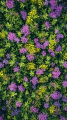 Obraz premium A vibrant tapestry of purple and yellow flowers blossoms in a lush green garden. The colors are rich and the texture is dense, creating a beautiful natural scene.
