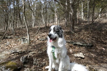 Loyal Companion in Nature: A beautiful, well-loved dog, sits joyfully in a forest, embodying the spirit of adventure and companionship.