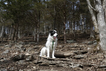 Loyal Companion in the Wilderness: A majestic dog with a striking coat, embodying loyalty and companionship, pauses on a woodland trail amidst the rustic charm of a serene forest.
