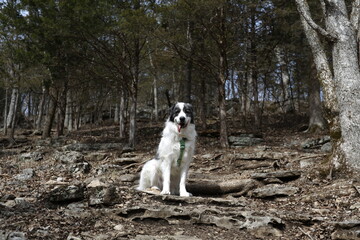 Loyal Companion in the Woods: A friendly large breed dog with distinctive black and white markings sits attentively amidst a wooded landscape, creating a sense of calm and companionship