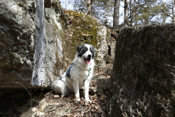 Loyal Companion: A friendly dog rests contentedly amidst a rugged, rocky landscape, embodying the spirit of adventure and companionship. 