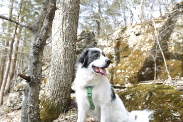 Canine Companion in Wilderness: A happy dog sitting near a rock formation and trees in a natural forest setting