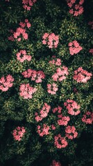 Naklejka premium A vibrant overhead shot captures a dense cluster of pink flowers nestled amongst lush green foliage. The rich colors and textures create a captivating natural scene.