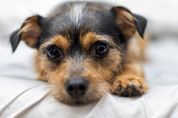 Portrait of a cute little mixed breed dog looking at the camera