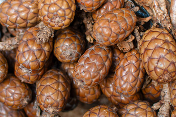 JUPATÍ
The Jupatí tree is a species found on the banks of rivers and streams in the Amazon
