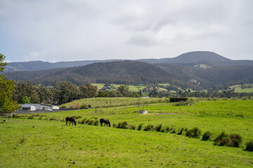 Beautiful Horse in a field on a farm in Australia. Horses in a meadow