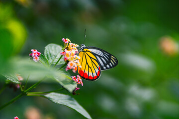 Fototapeta premium butterfly on flower