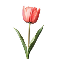 Fototapeta premium Single pink flower with a green stem on transparent background