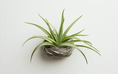 Fototapeta premium Air Plant in Metallic Wire Nest on White Background