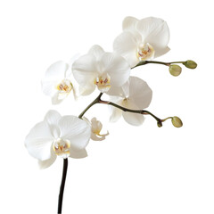 Obraz premium White Phalaenopsis Orchids on Abstract Background Floral Art Nature Beauty