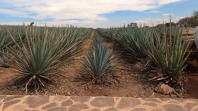ZOOM IN DE COSECHA DE AGAVE AZUL DE TEQUILA
