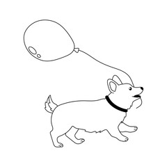 Corgi joyfully walks with a balloon in a playful outdoor setting