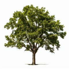 Obraz premium This crisp image showcases a dicut tree, highlighting its detailed structure against a pure white backdrop.