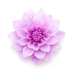 A stunning Dahlia flower blooms vibrantly against a pure white backdrop, showcasing its intricate petals and colors.