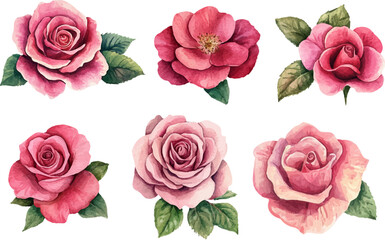 set of pink roses