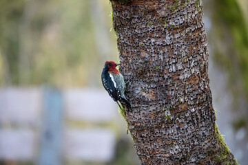 Close-up of a red-breasted sapsucker clinging to a tree trunk, showing its vibrant red, black, and white plumage with intricate details of bark and sap holes