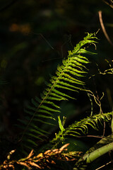 Close-up of a fern illuminated by sunlight, highlighting its vibrant green leaves and intricate structure against a dark forest background