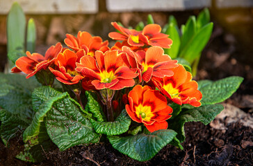  Blooming red primrose flower in the spring park