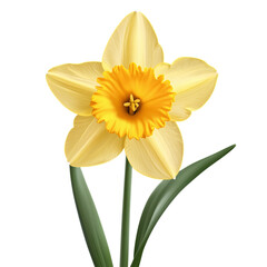Fototapeta premium Yellow daffodil isolated on transparent background