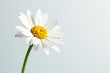 Naklejka premium Single daisy with delicate petals against a clean white backdrop, daisy, white, petal