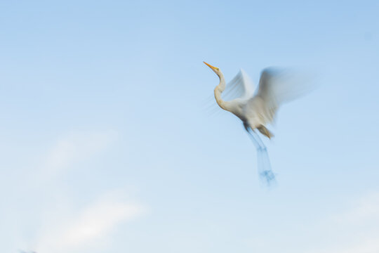 Heron in free flight in Belém do Pará, city of COP 30.