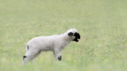 A Bleating  Valais Blacknose Lamb