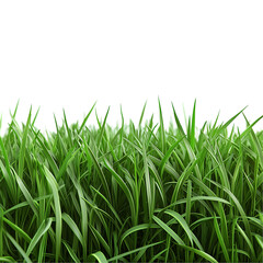 Fototapeta premium Vibrant Green Grass Blades Nature Texture lawn lush field isolated on transparent background