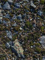 stone wall with moss