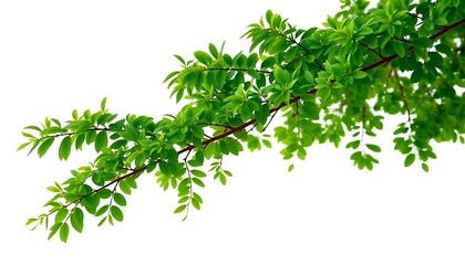 Obraz premium Mature Tree Branch Vibrant Green Leaves White Background