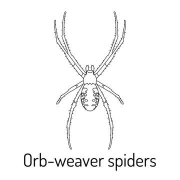 Black and white illustration of an orb-weaver spider. Detailed line art of a spider for educational, scientific, and artistic use. Perfect for coloring books, biology studies, and entomology projects.