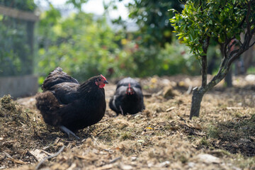 free range chicken farm with chook tractors on a regenerative agricultural australian farm in spring with poultry on grass