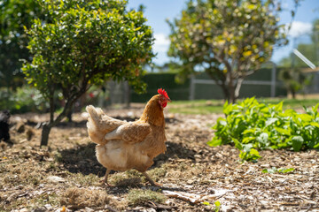 free range chicken farm with chook tractors on a regenerative agricultural australian farm in spring with poultry on grass