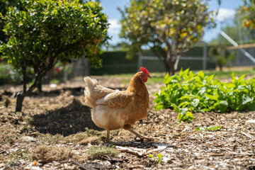 free range chicken farm with chook tractors on a regenerative agricultural australian farm in spring with poultry on grass