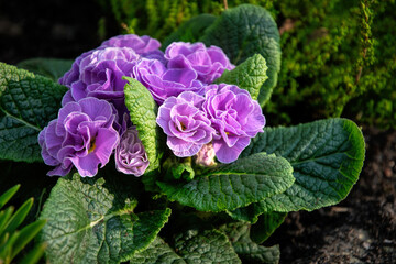 Blooming pink primrose flower in the spring garden