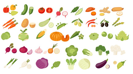 Vegetable collection. Leafy greens, root vegetables, gourds, tubers, and herbs. Fresh various vegetables. Garden products. Healthy raw vegan food with vitamins. Vector illustration isolated on white