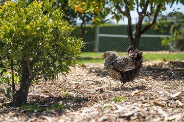 free range chicken farm with chook tractors on a regenerative agricultural australian farm in spring with poultry on grass