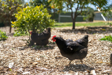 free range chicken farm with chook tractors on a regenerative agricultural australian farm in spring with poultry on grass