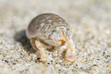 Emerita analoga, the Pacific sand crab, Pacific mole crab or coldwater mole crab, is a species of small, sand-burrowing decapod crustacean. La Jolla Tide Pools, San Diego, California