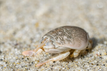 Emerita analoga, the Pacific sand crab, Pacific mole crab or coldwater mole crab, is a species of small, sand-burrowing decapod crustacean. La Jolla Tide Pools, San Diego, California