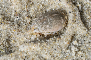 Emerita analoga, the Pacific sand crab, Pacific mole crab or coldwater mole crab, is a species of small, sand-burrowing decapod crustacean. La Jolla Tide Pools, San Diego, California
