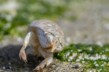 Emerita analoga, the Pacific sand crab, Pacific mole crab or coldwater mole crab, is a species of small, sand-burrowing decapod crustacean. La Jolla Tide Pools, San Diego, California