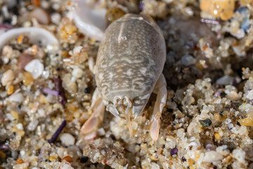 Emerita analoga, the Pacific sand crab, Pacific mole crab or coldwater mole crab, is a species of small, sand-burrowing decapod crustacean. La Jolla Tide Pools, San Diego, California