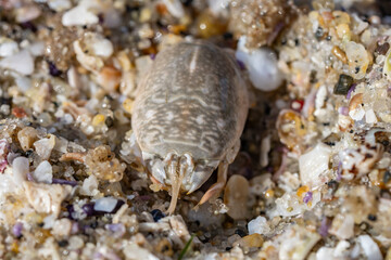 Emerita analoga, the Pacific sand crab, Pacific mole crab or coldwater mole crab, is a species of small, sand-burrowing decapod crustacean. La Jolla Tide Pools, San Diego, California