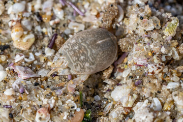 Emerita analoga, the Pacific sand crab, Pacific mole crab or coldwater mole crab, is a species of small, sand-burrowing decapod crustacean. La Jolla Tide Pools, San Diego, California