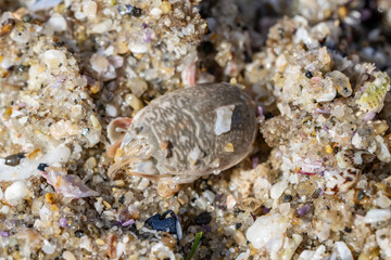 Emerita analoga, the Pacific sand crab, Pacific mole crab or coldwater mole crab, is a species of small, sand-burrowing decapod crustacean. La Jolla Tide Pools, San Diego, California