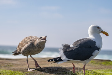 The western gull (Larus occidentalis) is a large white-headed gull that lives on the west coast of North America and the Pacific Ocean. La Jolla Tide Pools, San Diego, California
